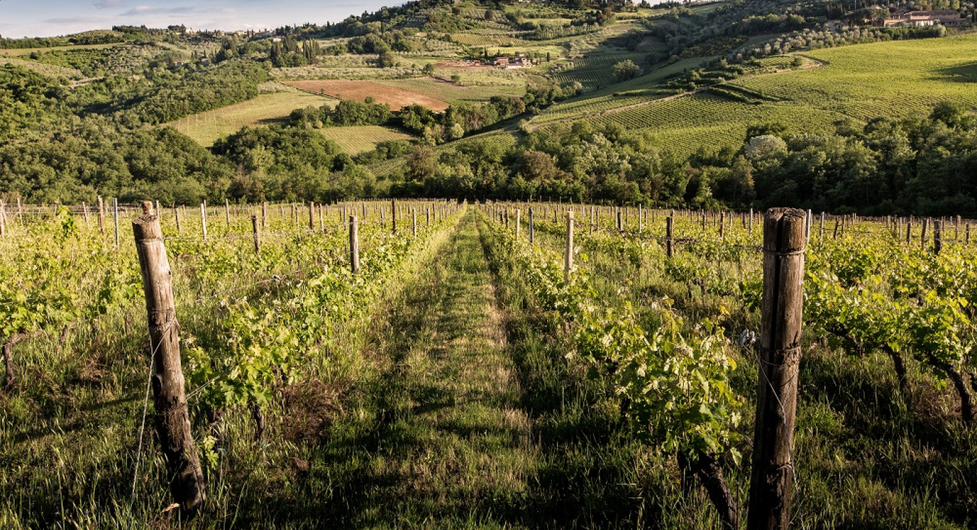 Un giro in cantina - Vignamaggio